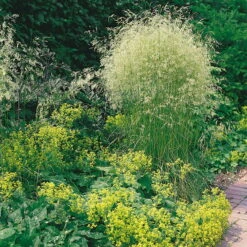 Bio Rasen-Schmiele, Topf-Ø 11 Cm, 3er-Set -Gartenprodukte 0310300023 Deschampsia caespitosa Koelles Beste 9 11er Topf rot 4893