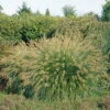 Lampenputzergras 'Hameln' Goldgelb, Topf-Ø 11 Cm, 3er-Set -Gartenprodukte 0310300477 Pennisetum alopecuroides Hameln Koelles Beste 12cm Topf 4920