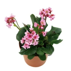 Bio Bergenie 'Rosenkristall' Rosa, Top-Ø 12 Cm, 3er-Set 11 Bio Bergenie 'Rosenkristall' Rosa, Top-Ø 12 Cm, 3er-Set -Gartenprodukte 0310500981 Bergenia Rosenkristall Bluete 46346