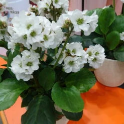 Bio Bergenie 'Schneekristall' Weiß, Topf-Ø 12 Cm, 3er-Set 9 Bio Bergenie 'Schneekristall' Weiß, Topf-Ø 12 Cm, 3er-Set -Gartenprodukte 0310501005 Bergenia cord Schneekristall Koelle 12cm Topf reinweiss 71867