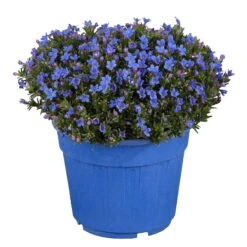 Steinsame Blau, Topf-Ø 12 Cm, 6er-Set -Gartenprodukte 0310501063 Lithodora diffusa 6er Set 86449