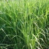 Bio Riesen-Chinaschilf, Topf 5 Liter -Gartenprodukte 0310600462 Miscanthus sin Giganteus Koelle Bio C 5L 1 95735