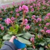 Bio Bergenie 'Rosenkristall' Rosa, Top-Ø 12 Cm, 3er-Set -Gartenprodukte 0319100240 bergenia cord. rosenkristall 5 121726