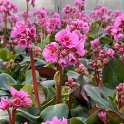 Bio Bergenie 'Rosenkristall' Rosa, Top-Ø 12 Cm, 3er-Set 13 Bio Bergenie 'Rosenkristall' Rosa, Top-Ø 12 Cm, 3er-Set -Gartenprodukte 0319100240 bergenia cord. rosenkristall 6 121725