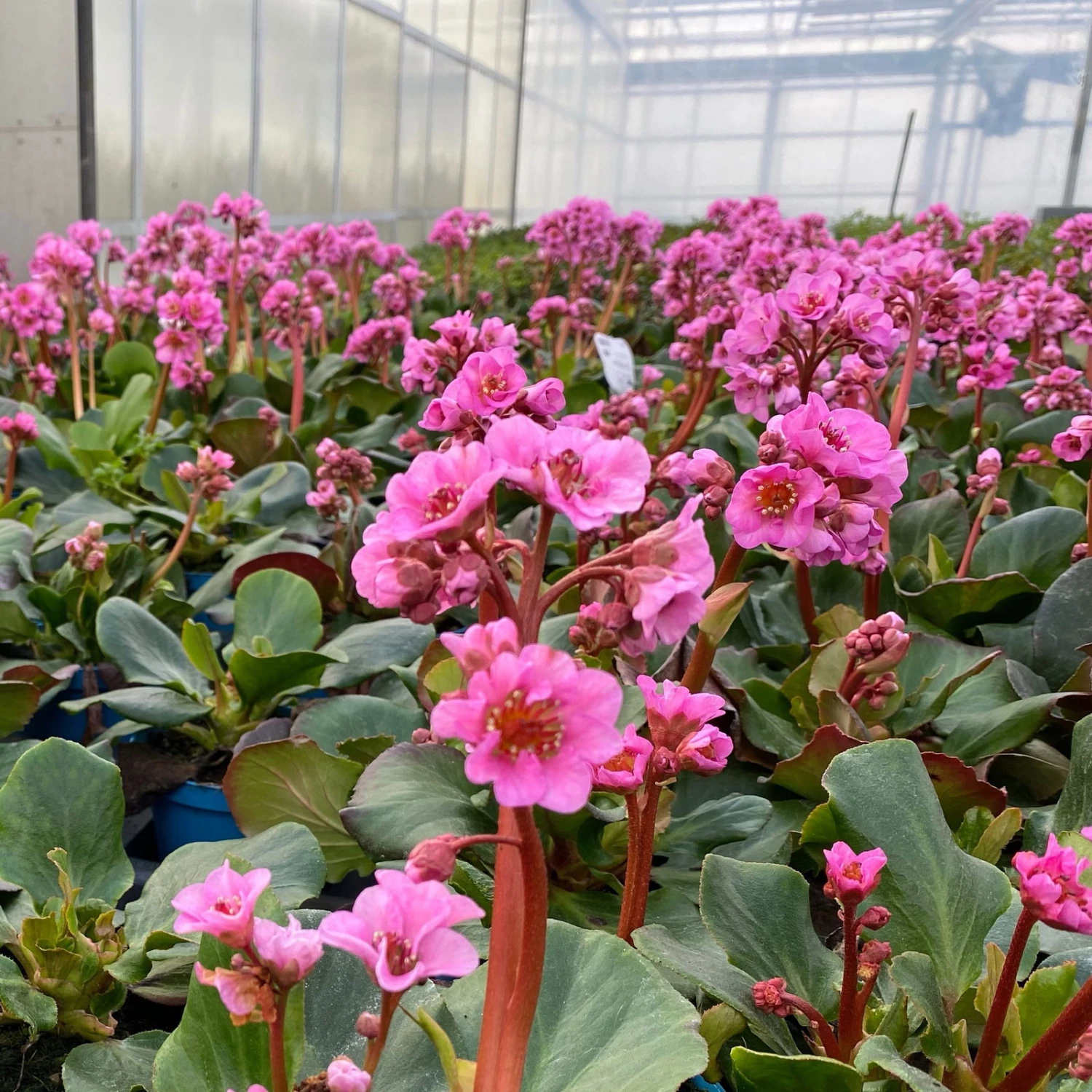 Bio Bergenie 'Rosenkristall' Rosa, Top-Ø 12 Cm, 3er-Set 6 Bio Bergenie 'Rosenkristall' Rosa, Top-Ø 12 Cm, 3er-Set – Bild 4