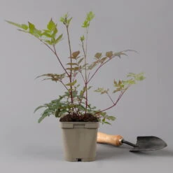 Bio Prachtspiere Rot, Topf-Ø 11 Cm, 3er-Set -Gartenprodukte 0319100263 astilbe arendsii rot 125668