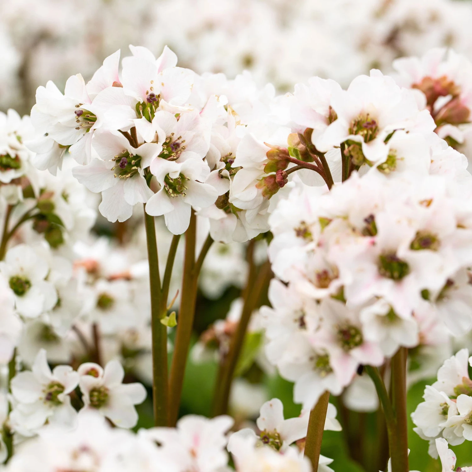 Bio Bergenie 'Schneekristall' Weiß, Topf-Ø 12 Cm, 3er-Set 3 Bio Bergenie 'Schneekristall' Weiß, Topf-Ø 12 Cm, 3er-Set