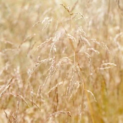 Bio Rasen-Schmiele, Topf-Ø 11 Cm, 3er-Set -Gartenprodukte 0319100300 Deschampsia cespitosa 83083