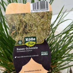 Bio Rasen-Schmiele, Topf-Ø 11 Cm, 3er-Set -Gartenprodukte 0319100300 deschampsia cespitosa 4 124995