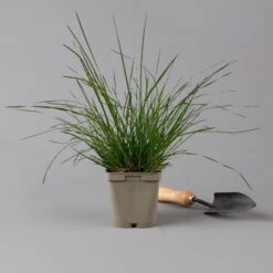 Bio Rasen-Schmiele, Topf-Ø 11 Cm, 3er-Set -Gartenprodukte 0319100300 deschampsia cespitosa2 125686