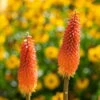 Bio Fackellilie Orange-rot, Topf-Ø 11 Cm, 3er-Set -Gartenprodukte 0319100351 Kniphofia uvaria orange 83089
