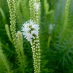 Bio Prachtscharte Weiß, Topf-Ø 11 Cm, 3er-Set -Gartenprodukte 0319100357 Liatris spicata weiss 3er Set 2 113912