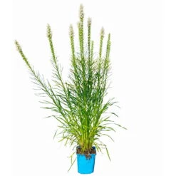 Bio Prachtscharte Weiß, Topf-Ø 11 Cm, 3er-Set -Gartenprodukte 0319100357 Liatris spicata weiss 3er Set 6 113965