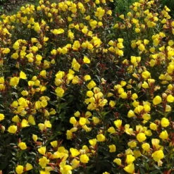 Bio Nachtkerze Goldgelb, Topf-Ø 11 Cm, 3er-Set -Gartenprodukte 0319100369 Oenothera tetragona 2 125710