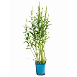 Bio Gelenkblume Weiß, TopfØ 11 Cm, 3er-Set -Gartenprodukte 0319100391 Physostegia virginiana weiss 3er Set 5 113967