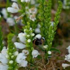 Bio Gelenkblume Weiß, TopfØ 11 Cm, 3er-Set -Gartenprodukte 0319100391 Physostegia virginiana weiss 3er Set 6 113917