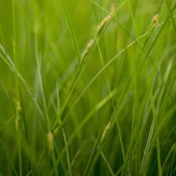 Segge Dunkelgrün, Topf-Ø 12 Cm, 3er-Set