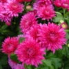 Bio Winteraster, Rosa/pink Topf-Ø 11 Cm, 3er-Set -Gartenprodukte 0319100462 Chrysanthemum hortorum rosa 3er Set Koelle Bio T11 WS 95192