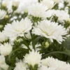 Aster Novi-belgii, Weiss Gefüllt, Topf-Ø 12 Cm, 6er-Set -Gartenprodukte 0319100465 Aster novi belgii T12 weiss gefuellt 3er Set WS 2 95654