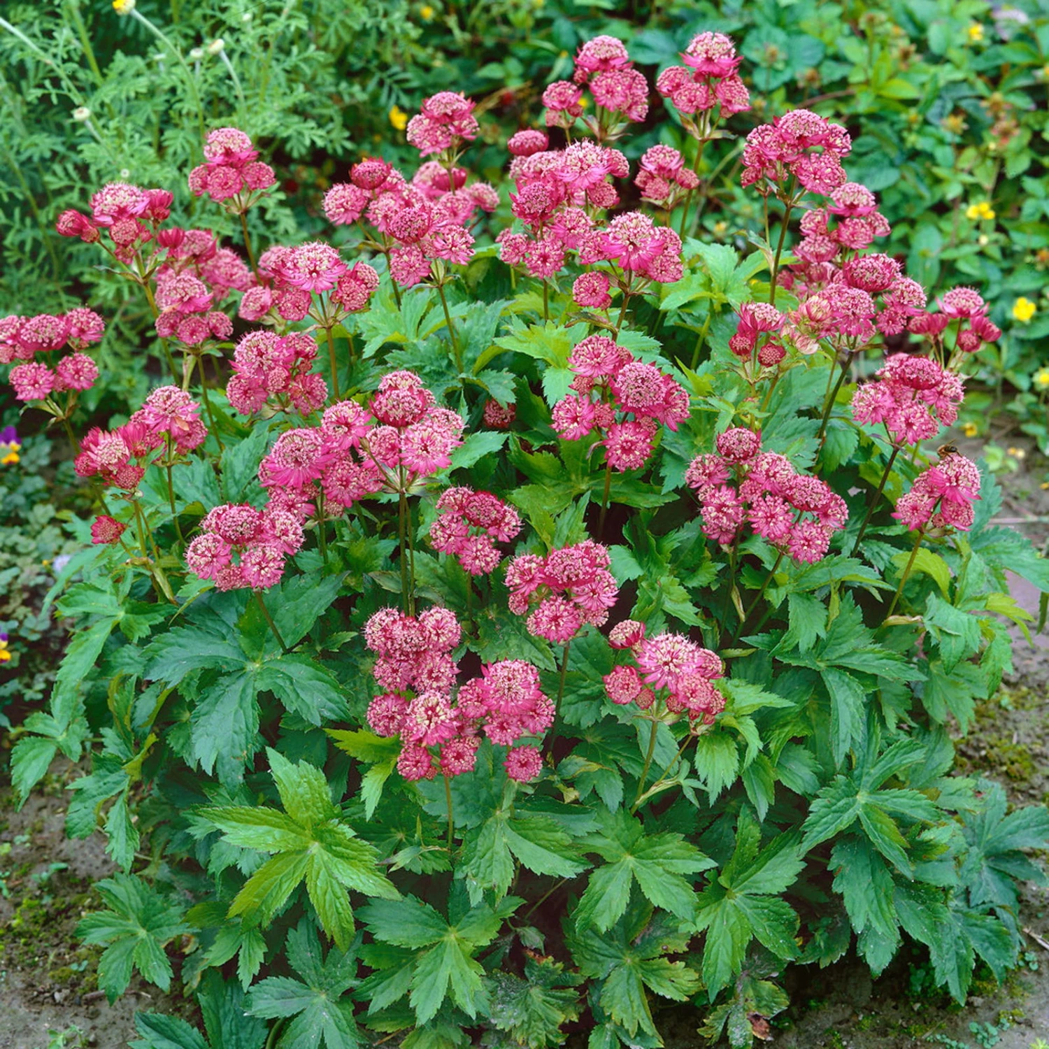 Bio Sterndolde 'Rubra' Pink/rosa, Topf-Ø 11 Cm, 3er-Set 3 Bio Sterndolde 'Rubra' Pink/rosa, Topf-Ø 11 Cm, 3er-Set