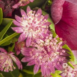 Bio Sterndolde 'Rubra' Pink/rosa, Topf-Ø 11 Cm, 3er-Set 7 Bio Sterndolde 'Rubra' Pink/rosa, Topf-Ø 11 Cm, 3er-Set -Gartenprodukte 0319100477 Astrantia major Rubra 3er Set 2 110646