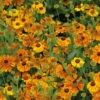 Bio Sonnenbraut 'Waltraut' Orange-gelb, Topf-Ø 11 Cm, 3er-Set -Gartenprodukte 0319100485 Helenium cult Waltraud 3er Set 107670