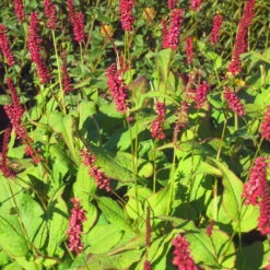 Bio Kerzen-Knöterich 'JS Caliente' Dunkelrot, Topf-Ø 11 Cm, 3er-Set -Gartenprodukte 0319100501 Bistorta amplex JS Calliente 3er Set rot 2 110648