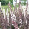 Bio Cimicifuga Simplex 'Brunette' Rosa-weiß, Topf-Ø 11 Cm, 3er-Set -Gartenprodukte 0319100504 Cimicifuga simplex Brunette 3er Set weiss 110446