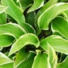 Funkie 'Queen Josephine' Lila, Topf-Ø 11 Cm, 3er-Set -Gartenprodukte 0319100511 Hosta Queen Josephine 3er Set 2 109146