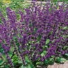 Bio Salvia Verticillata 'Purple Rain' Purpur-violett, Topf-Ø 11 Cm, 3er-Set -Gartenprodukte 0319100514 Salvia verticillata Purple Rain 3er Set 107944