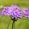 Bio Steifes Eisenkraut Violett, Topf-Ø 11 Cm, 3er-Set -Gartenprodukte 0319100518 Verbena rigida 3er Set 107953