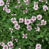 Bio Teppichverbene Weiß-rosa, Topf-Ø 12 Cm, 6er-Set -Gartenprodukte 0319100528 Phyla nodiflora Koelle Bio T12 Teppichverbene 6er Set 1 113569