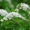 Bio Lysimachia Clethroides Weiß, Topf-Ø 11 Cm, 3er-Set 1 Bio Lysimachia Clethroides Weiß, Topf-Ø 11 Cm, 3er-Set -Gartenprodukte 0319100539 Lysimachia clethroides beschnitten 120376