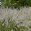 Bio Diamantgras, Silbrig-rosa, Topf-Ø 11 Cm, 3er-Set -Gartenprodukte 0319100542 Calamagrostis brachytricha 120382