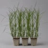 Bio Palmwedel-Segge Rotbraun, Topf-Ø 11 Cm, 3er-Set -Gartenprodukte 0319100543 carex muskingumensis1 125706