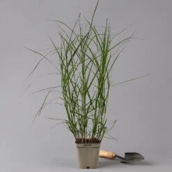 Bio Palmwedel-Segge Rotbraun, Topf-Ø 11 Cm, 3er-Set -Gartenprodukte 0319100543 carex muskingumensis 125705