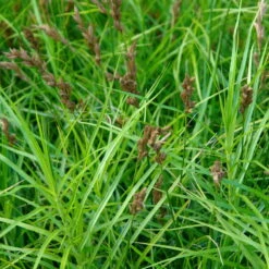 Bio Palmwedel-Segge Rotbraun, Topf-Ø 11 Cm, 3er-Set -Gartenprodukte 0319100543 Carex muskingumensis beschnitten 120384