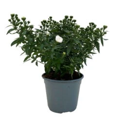 Aster Novi-belgii, Weiss Gefüllt, Topf-Ø 12 Cm, 6er-Set 11 Aster Novi-belgii, Weiss Gefüllt, Topf-Ø 12 Cm, 6er-Set -Gartenprodukte 0319200001 Aster novi belgii T12 weiss gefuellt 3er Set WS 3 95806
