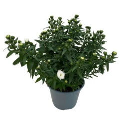 Aster Novi-belgii, Weiss Gefüllt, Topf-Ø 12 Cm, 6er-Set 12 Aster Novi-belgii, Weiss Gefüllt, Topf-Ø 12 Cm, 6er-Set -Gartenprodukte 0319200001 Aster novi belgii T12 weiss gefuellt 3er Set WS 4 95807