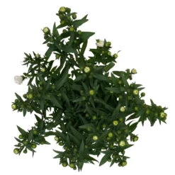 Aster Novi-belgii, Weiss Gefüllt, Topf-Ø 12 Cm, 6er-Set 13 Aster Novi-belgii, Weiss Gefüllt, Topf-Ø 12 Cm, 6er-Set -Gartenprodukte 0319200001 Aster novi belgii T12 weiss gefuellt 3er Set WS 5 95808