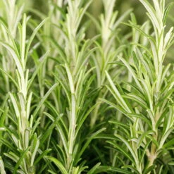 Rosmarin, Ballen-Ø Ca. 7 Cm, 2x 6er-Tray=12 Pflanzen -Gartenprodukte 0319200055 Rosmarinus officinalis Koelle 6er Pack WS 1 103374