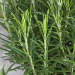 Rosmarin, Ballen-Ø Ca. 7 Cm, 2x 6er-Tray=12 Pflanzen -Gartenprodukte 0319200055 Rosmarinus officinalis Koelle 6er Pack WS 2 103375