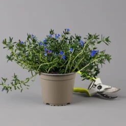 Steinsame Blau, Topf-Ø 12 Cm, 6er-Set -Gartenprodukte 0319200117 Lithodora diffusa NR 6er Set 13cm Topf 1 126144