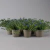 Steinsame Blau, Topf-Ø 12 Cm, 6er-Set -Gartenprodukte 0319200117 Lithodora diffusa NR 6er Set 13cm Topf 2 126143