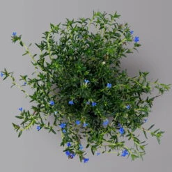 Steinsame Blau, Topf-Ø 12 Cm, 6er-Set -Gartenprodukte 0319200117 lithodora diffusa 125903