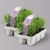 Rosmarin, Ballen-Ø Ca. 7 Cm, 2x 6er-Tray=12 Pflanzen -Gartenprodukte 0319200153 Rosmarinus officinalis 6er Tray 2x6er Tray 121865