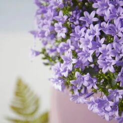 Glockenblume 'Ambella® Lavender' Hellviolett, Topf-Ø 15 Cm, 3er-Set -Gartenprodukte 0319200206 Campanula portenschl Ambella Lavender hellviolett T15 3er Set 15 126553