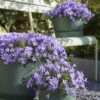 Glockenblume 'Ambella® Lavender' Hellviolett, Topf-Ø 15 Cm, 3er-Set -Gartenprodukte 0319200206 Campanula portenschl Ambella Lavender hellviolett T15 3er Set 17 126551
