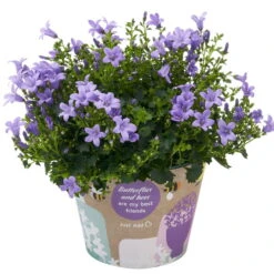Glockenblume 'Ambella® Lavender' Hellviolett, Topf-Ø 15 Cm, 3er-Set -Gartenprodukte 0319200206 Campanula portenschl Ambella Lavender hellviolett T15 3er Set 18 126554
