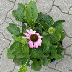 Echinacea Purpurea 'Magnus' Purpurrosa, Topf 3 Liter